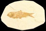 Detailed, Knightia Fossil Fish - Wyoming #78319-1